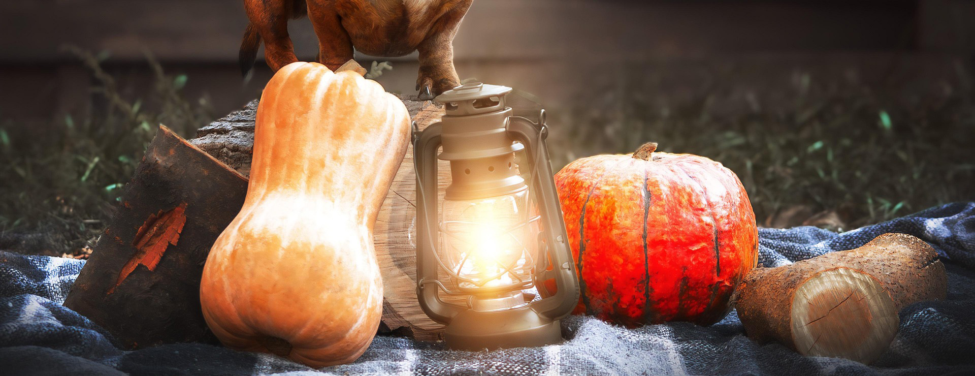 Vango 4 Vango -Vango dog 8337394 1920